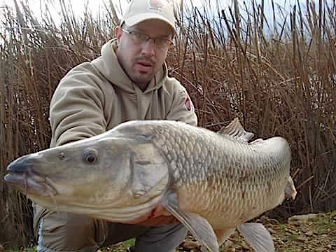 Huge barbel possible world record.jpeg